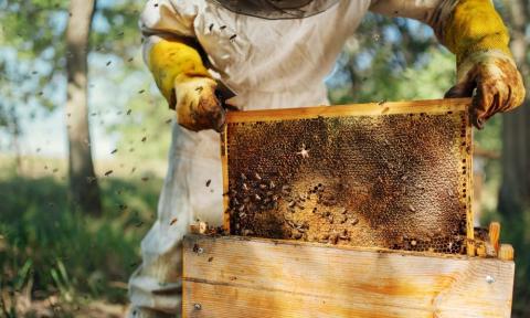 Picture shows a beekeeper
