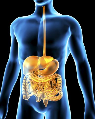 Picture of human digestive system