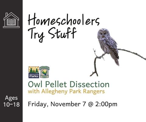 homeschoolers disect owl pellets