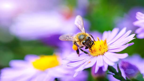  Picture of a bee on a flower