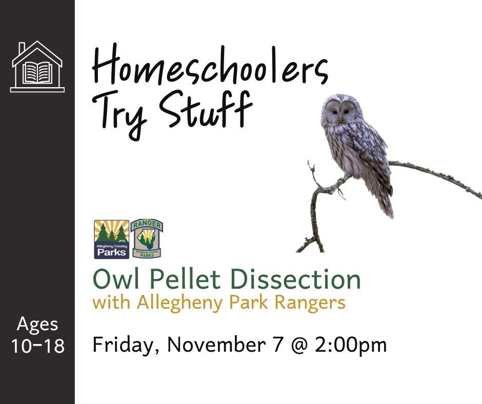 homeschoolers disect owl pellets